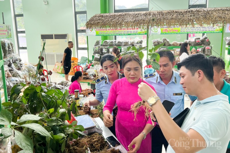 Quảng Nam: Gỡ khó cho doanh nghiệp trồng sâm Ngọc Linh tiếp cận nguồn vốn vay