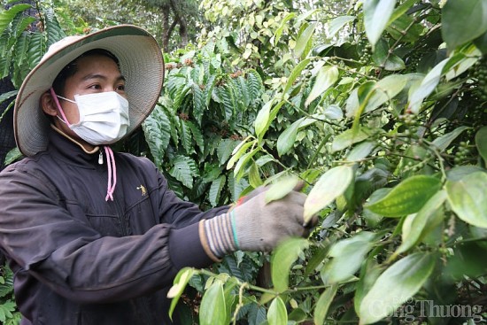 Giá tiêu hôm nay ngày 2/8/2023: Kéo dài đà tăng trưởng sau 2 phiên điều chỉnh