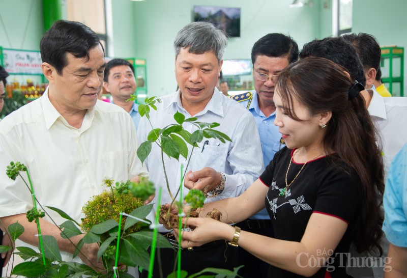 Quảng Nam: Gỡ khó cho doanh nghiệp trồng sâm Ngọc Linh tiếp cận nguồn vốn vay