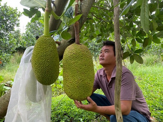 Giá mít Thái hôm nay ngày 11/8/2023: Giá tiếp tục leo thang