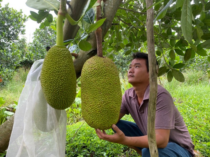 Giá mít Thái hôm nay ngày 16/9/2023: Vì sao giảm 2.000 đồng/kg