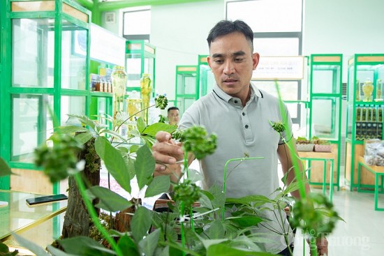 mot dai gia chot mua cay sam ngoc linh 9 nhanh nang gan 1 kg voi gia 868 trieu dong