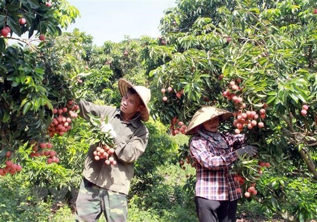 Bac Giang: Cap moi 43 ma so vung trong vai thieu xuat khau hinh anh 1