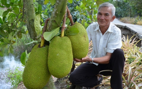 Giá mít Thái hôm nay 4/8: Khan hàng, giá tăng nhanh