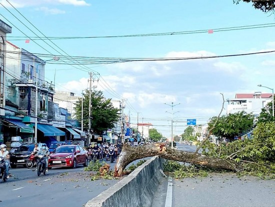 Khánh Hòa: Cành của cây di sản rơi chắn ngang đường