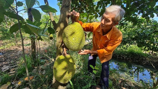 Giá mít Thái hôm nay ngày 18/9/2023: Giá mít đi ngang so với ngày hôm qua