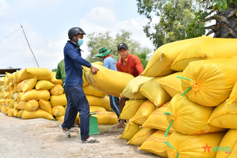 Vì sao nông dân miền Tây tiếc nuối khi giá lúa tăng?