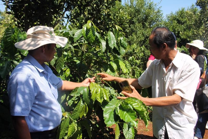 Thúc đẩy liên kết vùng: Đi lên từ chuỗi giá trị