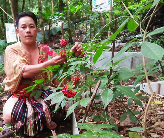 nguoi dong bao xodang tro thanh ty phu nho trong sam ngoc linh