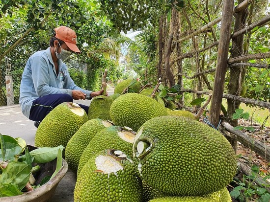 Giá mít Thái hôm nay 9/8/2023: Gần như đi ngang sau khi lập “đỉnh”