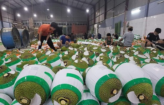 Giá mít Thái hôm nay 13/8/2023: Đi ngang, giá mít Tiền Giang cao nhất 46.000 đồng/kg