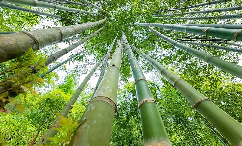 Lâm sản ngoài gỗ nói chung, cây tre, luồng, lùng,… những cây bản địa gắn bó với đồng bào các dân tộc miền núi