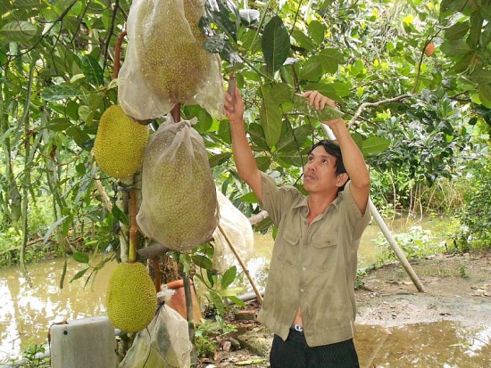 Giá mít Thái hôm nay 14/8/2023: Giá cao, dao động từ 34.000-48.000 đồng/kg