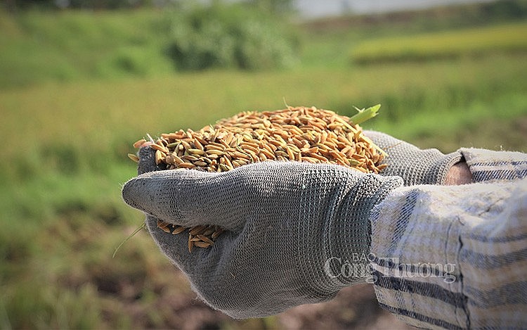 Để tận dụng cơ hội được gọi là “vàng” này, chúng ta cần đẩy mạnh công tác xúc tiến để mau chóng “điền vào vị trí” của các nước xuất khẩu khác, củng cố vị thế hàng đầu của gạo Việt Nam, đồng thời đàm phán với các đối tác mới để đưa hạt gạo Việt Nam đến rộng rãi các thị trường trên thế giới.