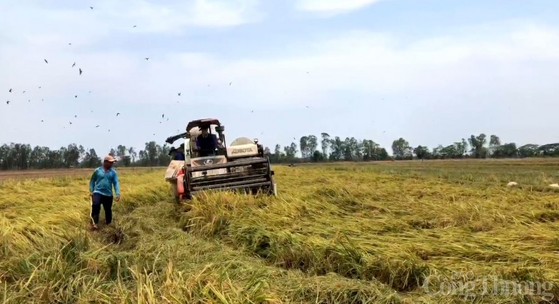 Giá lúa gạo hôm nay ngày 15/8/2023: Dứt đà giảm, giá gạo tăng trở lại