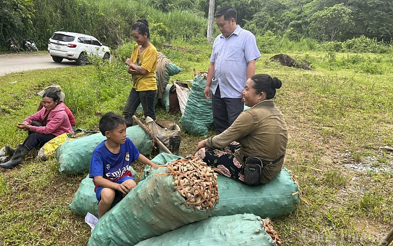 Người dân Kỳ Sơn thu hoạch gừng vụ mùa 2023.