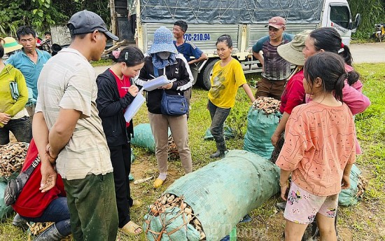 Nghệ An: Giá gừng tăng mạnh, nguồn cung khan hiếm