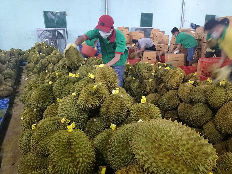 “Đánh bật” thanh long, xuất khẩu sầu riêng đạt con số kỷ lục