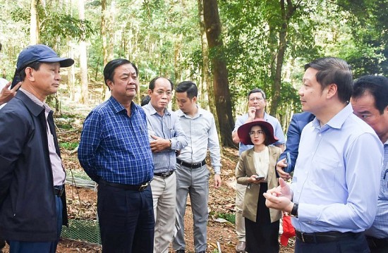 kon tum yeu cau tang cuong cong tac bao ve thuong hieu sam ngoc linh