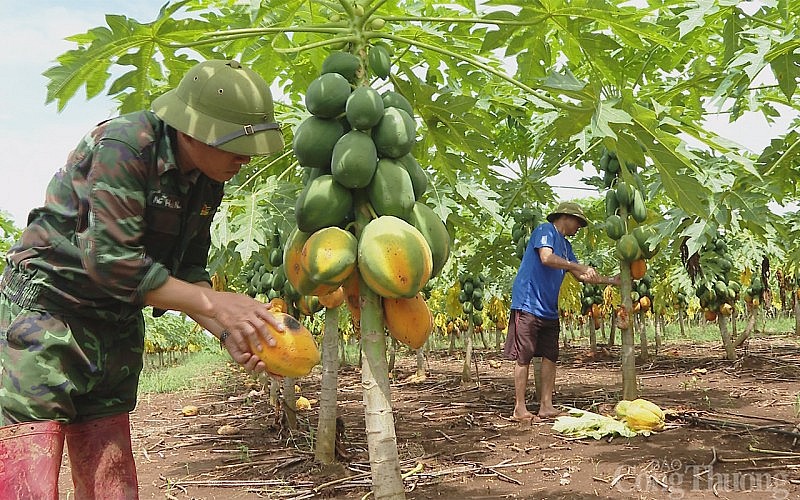 Nghệ An: Công ty Nafoods thất hứa khiến 14ha đu đủ chín rụng đầy gốc