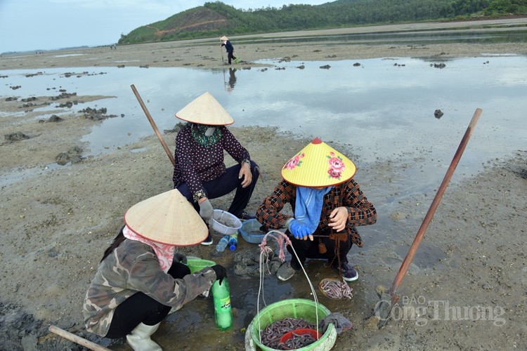 Mục sở thị ngư dân đảo Quan Lạn săn sá sùng