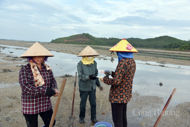 Mục sở thị ngư dân đảo Quan Lạn săn sá sùng