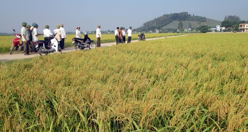 Những cánh đồng nếp cái hoa vàng trĩu bông ở huyện Hà Trung (Ảnh: Thanh Hiên)