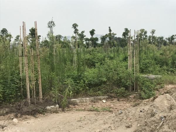 dự án chậm tiến độ