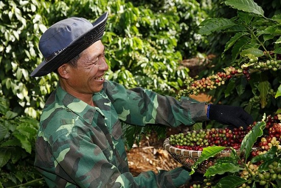 xuat khau ca phe tang cao viet nam quyet xay dung vung ca phe dat chuan