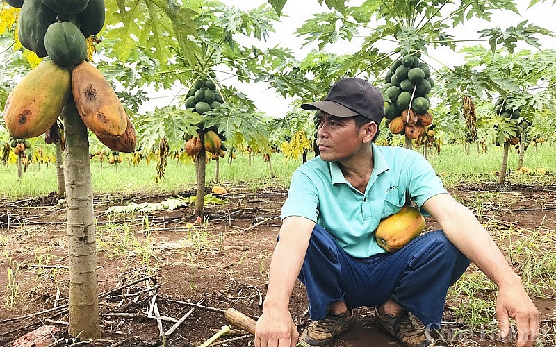 Những vườn đu đủ chín vàng, đến thối rữa khiến người dân ứa nước mắt.