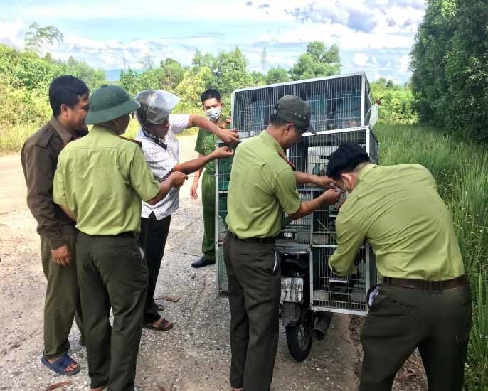 Quảng Nam: Xử lý nghiêm các trường hợp buôn bán trái phép động vật hoang dã