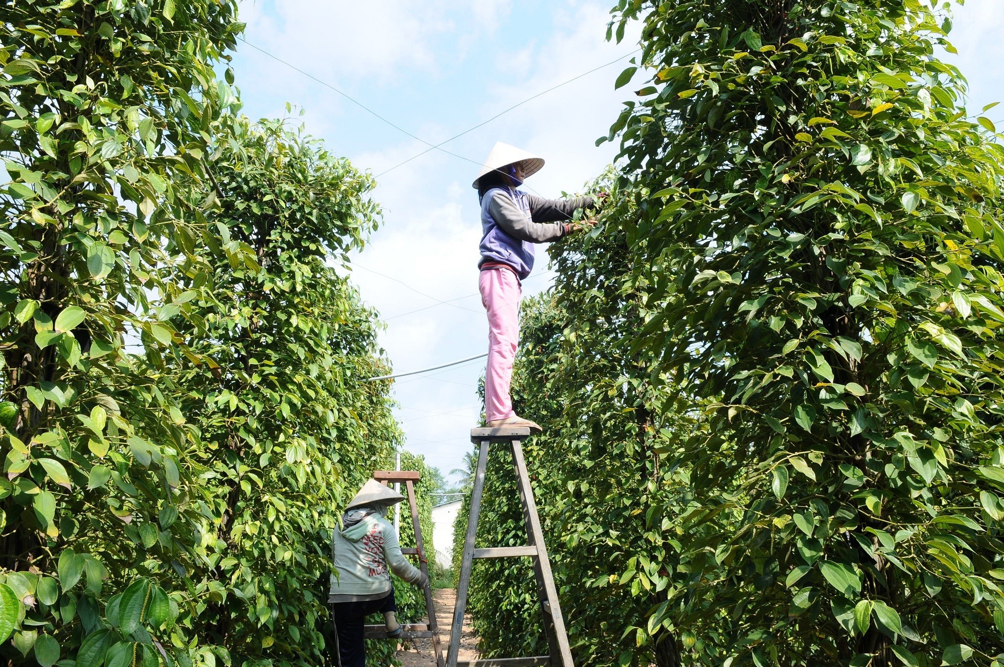 Giá tiêu hôm nay ngày 23/8/2023: Đồng loạt đi ngang