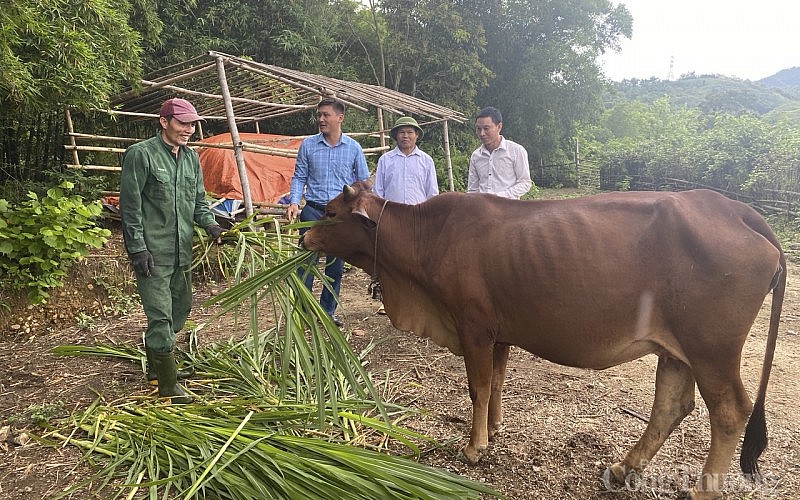 Nghệ An: Giá trâu, bò liên tục giảm sâu, người chăn nuôi thua lỗ