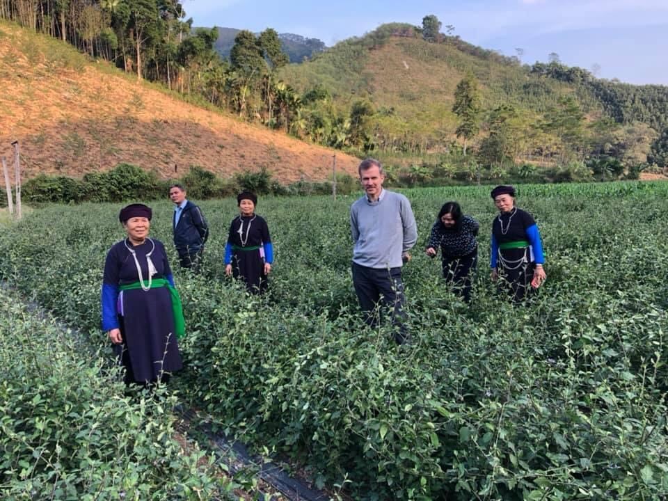 Thêm “trợ lực” để phát triển dược liệu quý vùng dân tộc thiểu số và miền núi