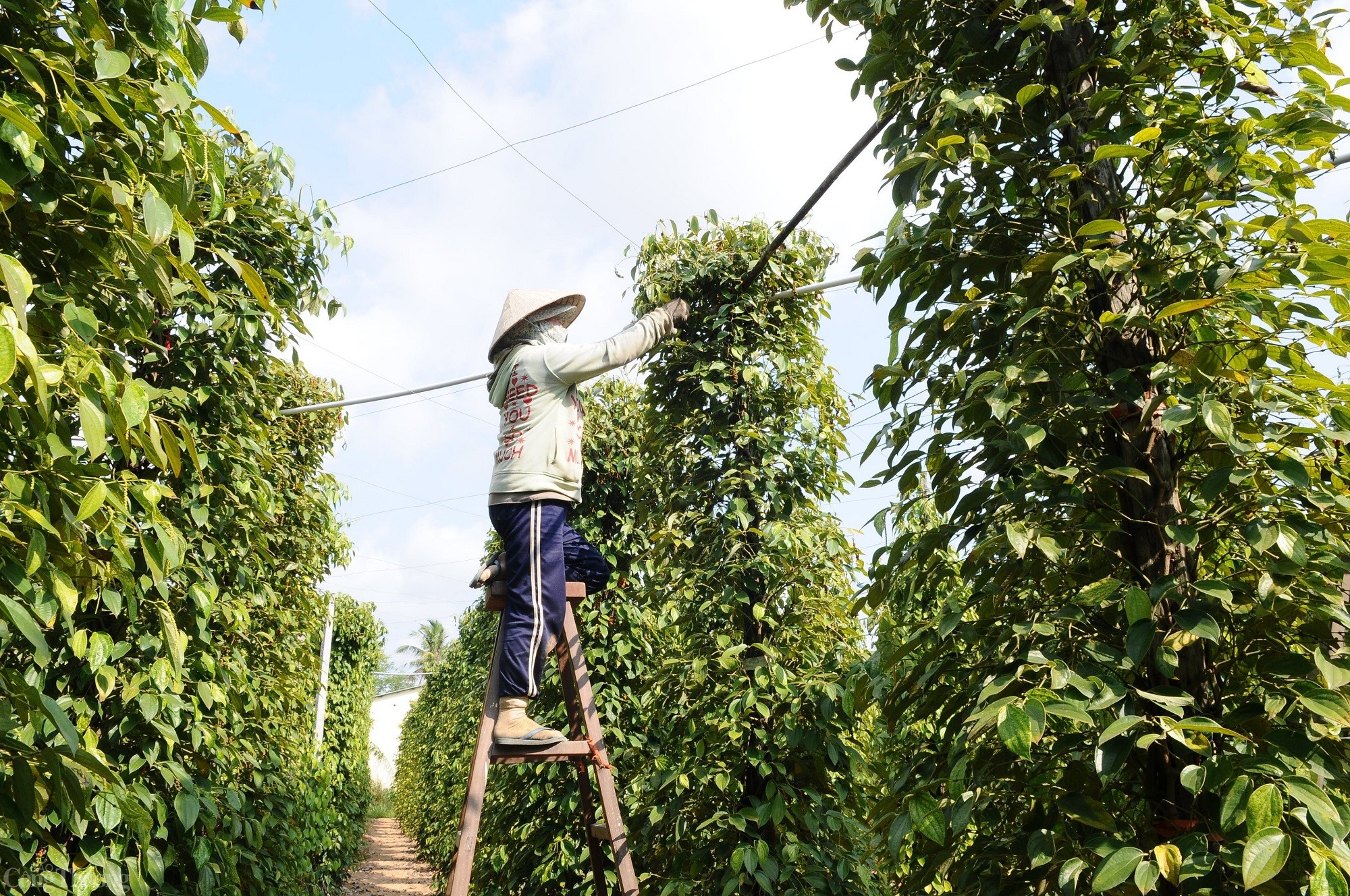 Giá tiêu hôm nay ngày 26/8/2023: Đồng loạt tăng giá 500 đồng/kg