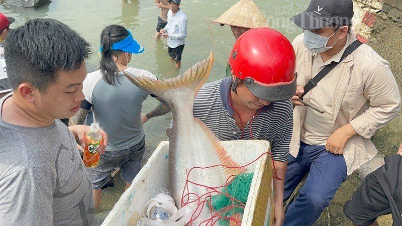 Hàng trăm người dân đổ xô vào thủy điện Trị An bắt cá ‘khủng’