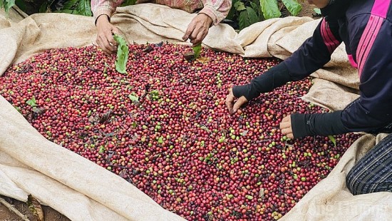 Giá cà phê hôm nay, ngày 11/10/2023: Giá cà phê trong nước giảm sâu