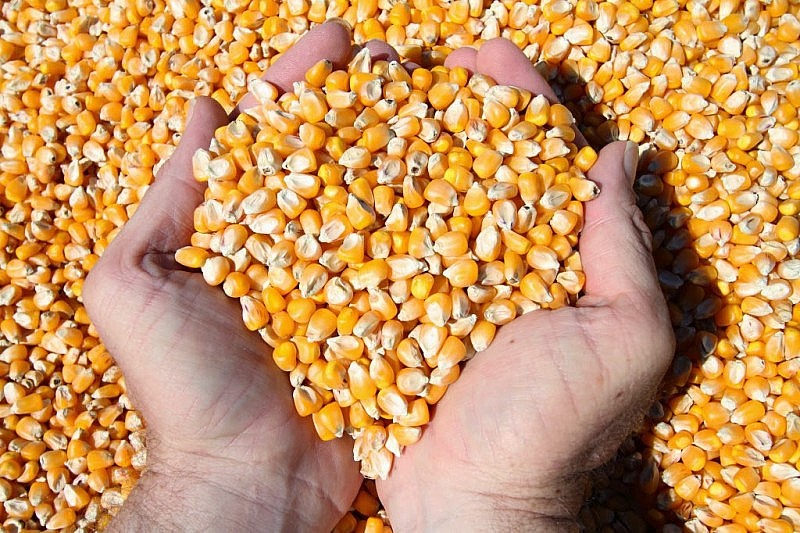 Giá ngô diễn biến giằng co trong phiên giao dịch cuối tuần
