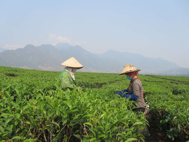 Lai Châu: Nâng cao giá trị sản phẩm chè