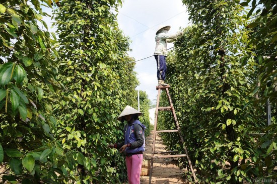 Giá tiêu hôm nay 23/5/2024: Tiếp tục tăng mạnh, Bà Rịa – Vũng Tàu lên đỉnh cao mới 117.000 đồng/kg