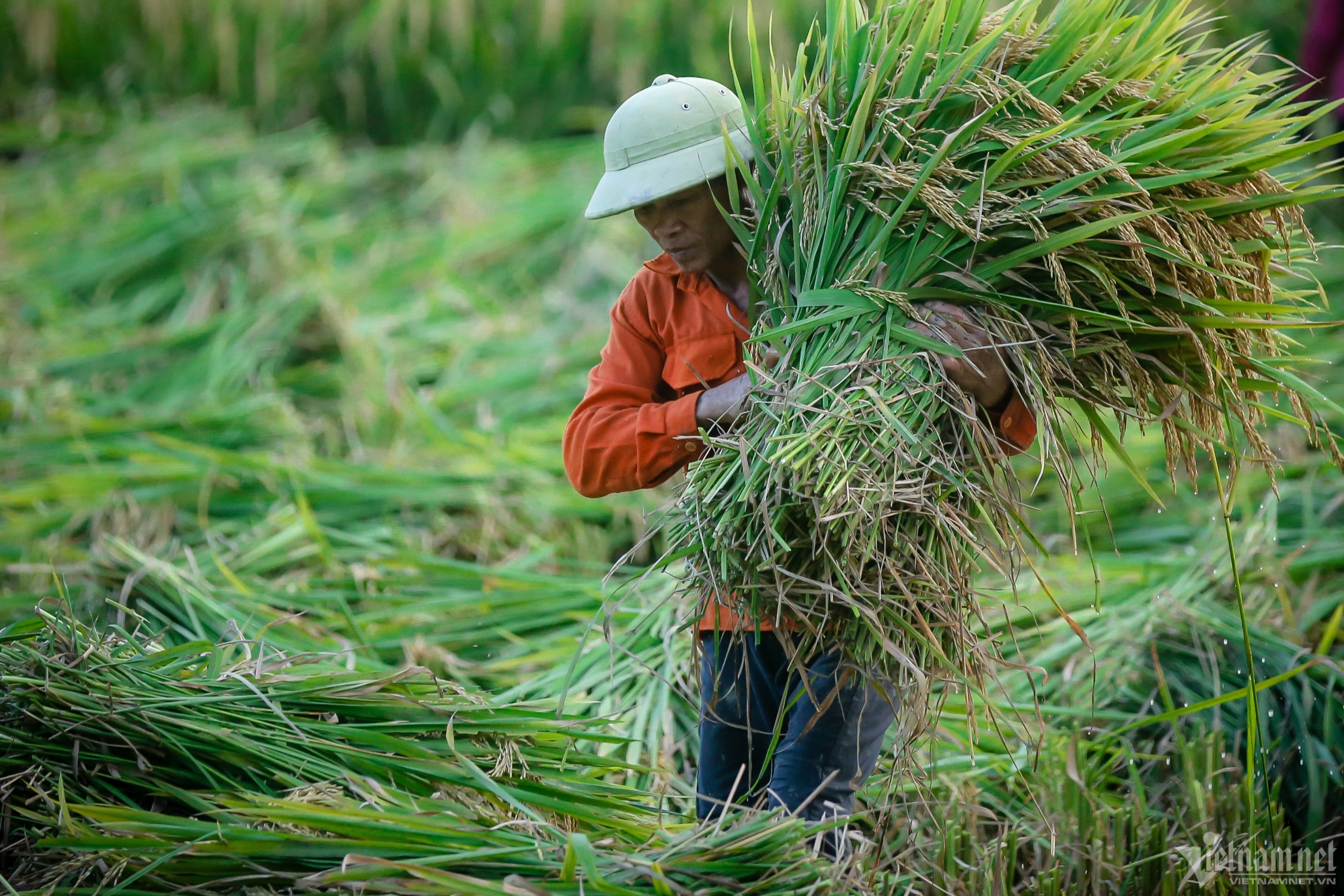 Thế giới nhận thêm tin xấu về nguồn gạo, Việt Nam còn bao nhiêu để xuất khẩu?