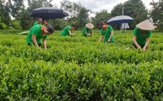 Đảm bảo thực thi quyền sở hữu trí tuệ cho sản phẩm chè Thái Nguyên