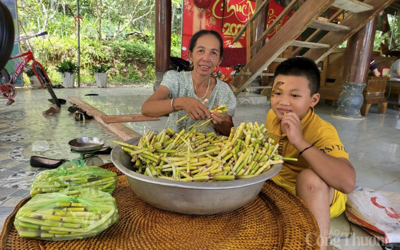 Người dân miền núi Nghệ An vào rừng hái 