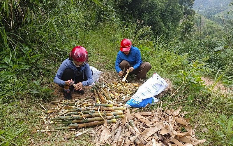 Người dân miền núi Nghệ An vào rừng hái 'lộc trời', chế biến thành đặc sản