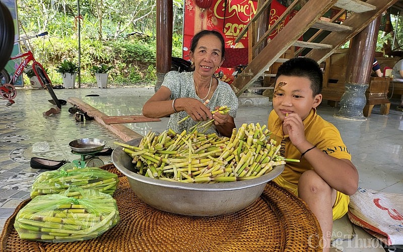 Người dân miền núi Nghệ An vào rừng hái 'lộc trời', chế biến thành đặc sản