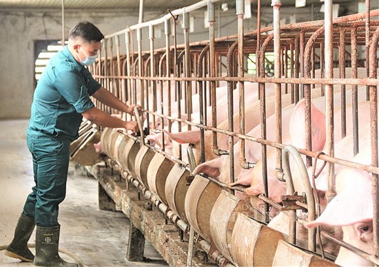 Giá heo hơi hôm nay ngày 20/9/2023: Tiếp tục giảm nhẹ 1.000 đồng/kg