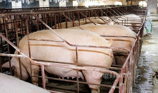 Giá heo hơi hôm nay ngày 3/12/2023: Mức trung bình dưới 50.000 đồng/kg