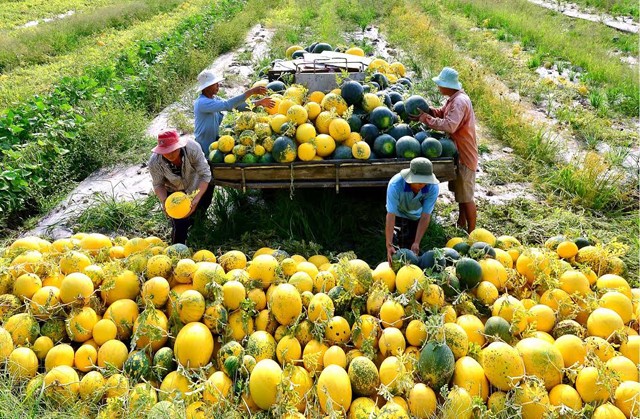 32 tỉnh, thành phố tham gia “Festival Nông sản Việt Nam - Vĩnh Long năm 2023’’