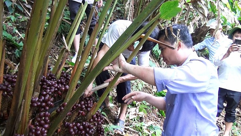 Huyện Quản Bạ (Hà Giang): Hỗ trợ phát triển các sản phẩm OCOP theo hướng hàng hóa