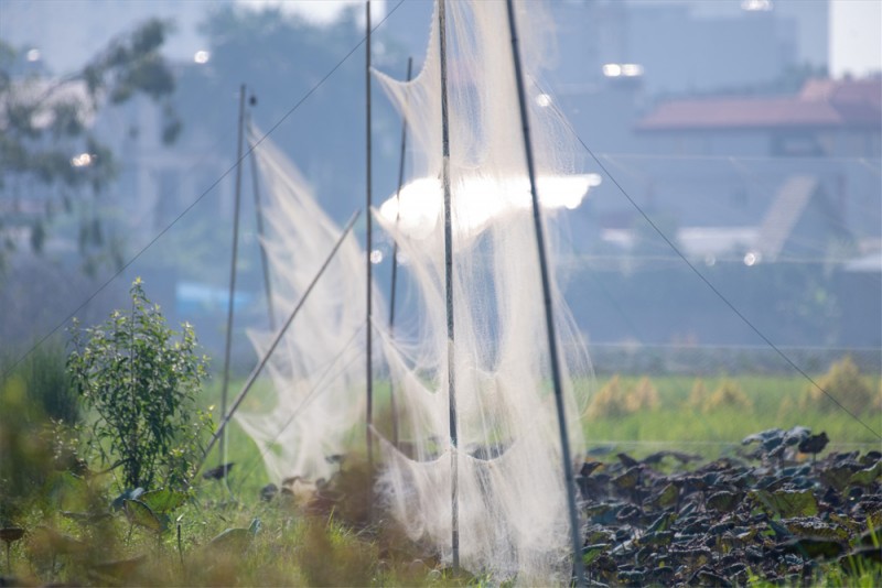 "Thiên la địa võng" tàn sát chim hoang dã ngay giữa Thủ đô